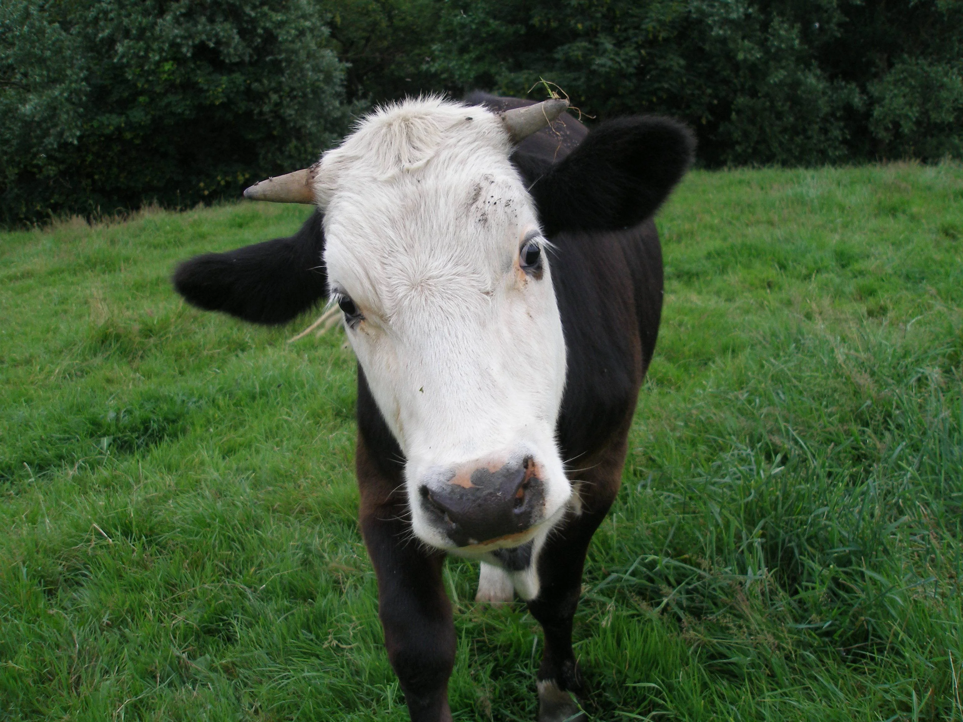 Eco Boerencamping De Swetteblom — photo 2